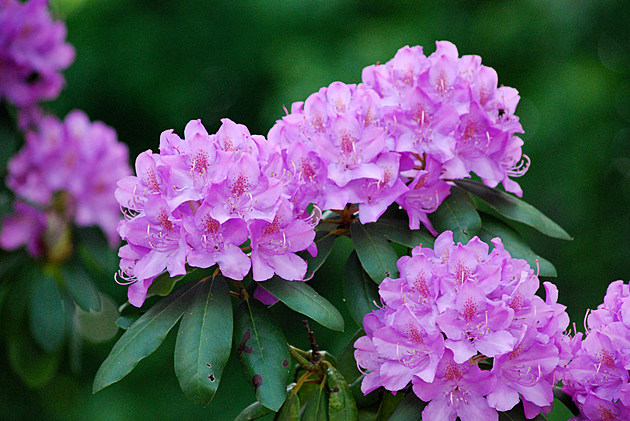 Can You Pick the Coast Rhododendron (the Washington State Flower)?