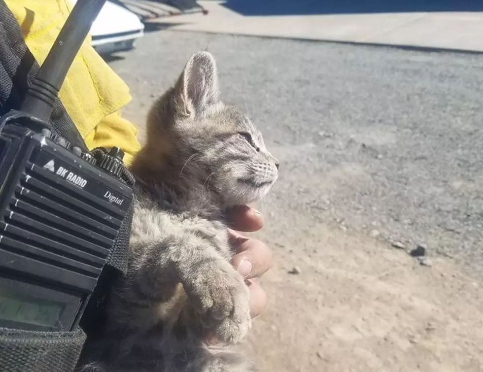 Kitten Found In Conrad Fire Returned To Her Family