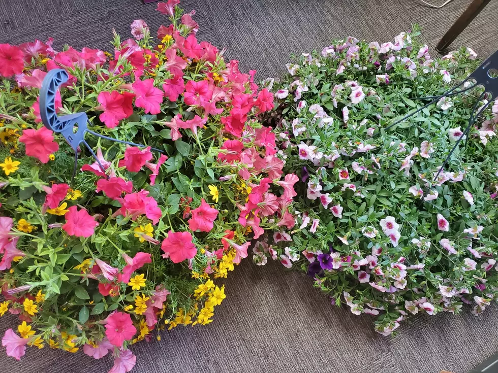 A Gorgeous Hanging Basket from Country Farm and Garden Could Be Yours