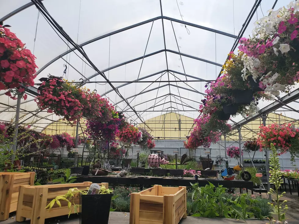 Hanging Baskets Bursting with Colors Could Be All Yours