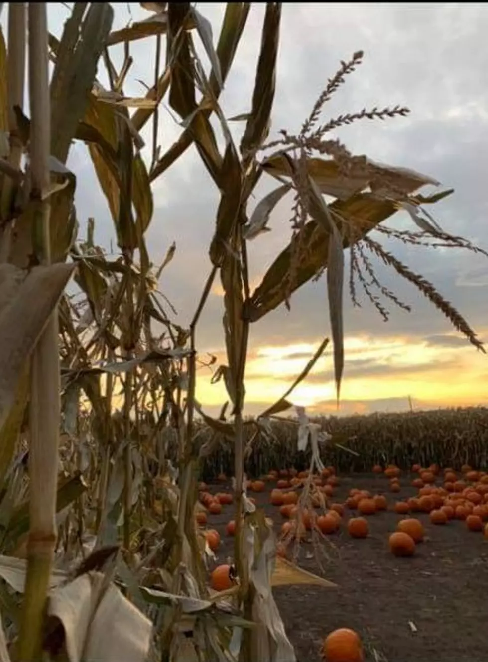 Curfman’s Massive Corn Maze is Open and Ready to Spook You