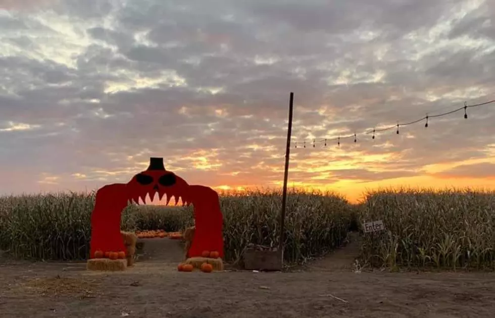 Curfman’s Massive Corn Maze is Open and Ready to Spook You