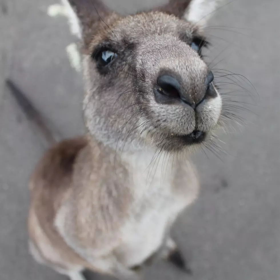 Current Situation in Monroe, WA: Baby Kangaroo on the Loose