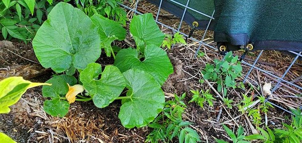 How Does Your Garden Grow: Double Watering and Watching Your Hose