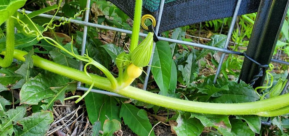 How Does Your Garden Grow: Just Keep Watering, Just Keep Watering