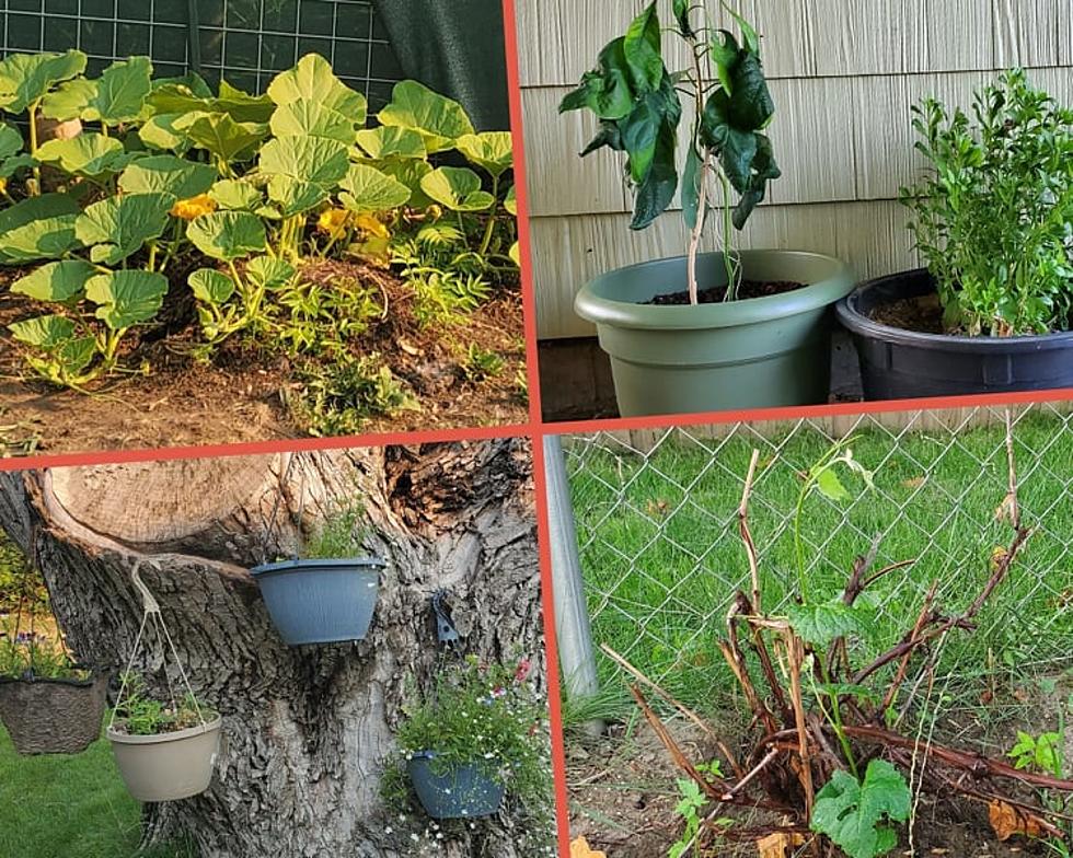 How Does Your Garden Grow? The Snips, Trims and Maintenance Game