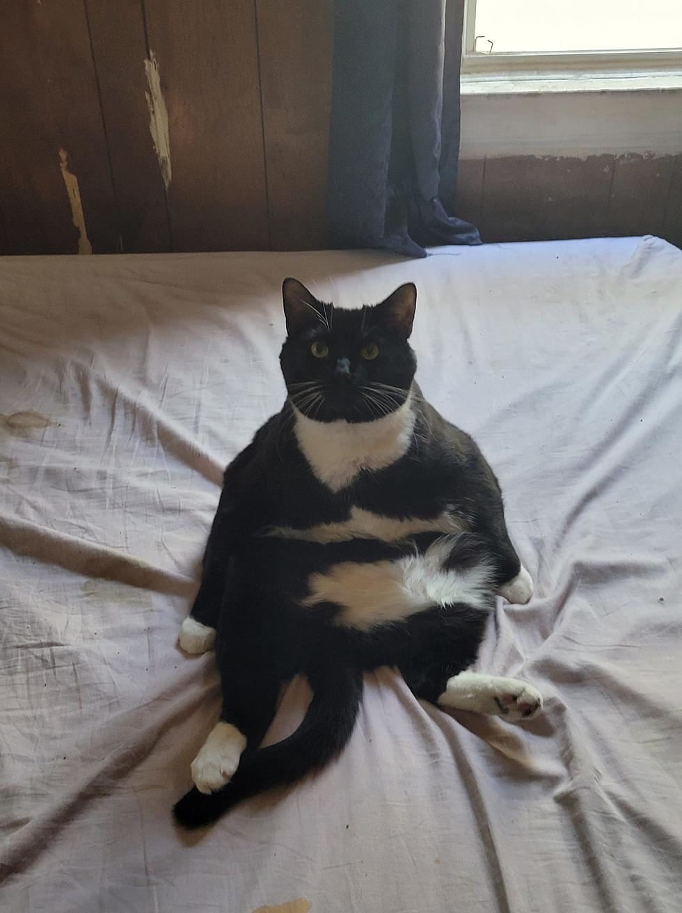 Real question, does anyone have a skinny cat? Every tuxedo cat that I ever  had was fat, never saw a skinny one (not even in the street) : r/TuxedoCats