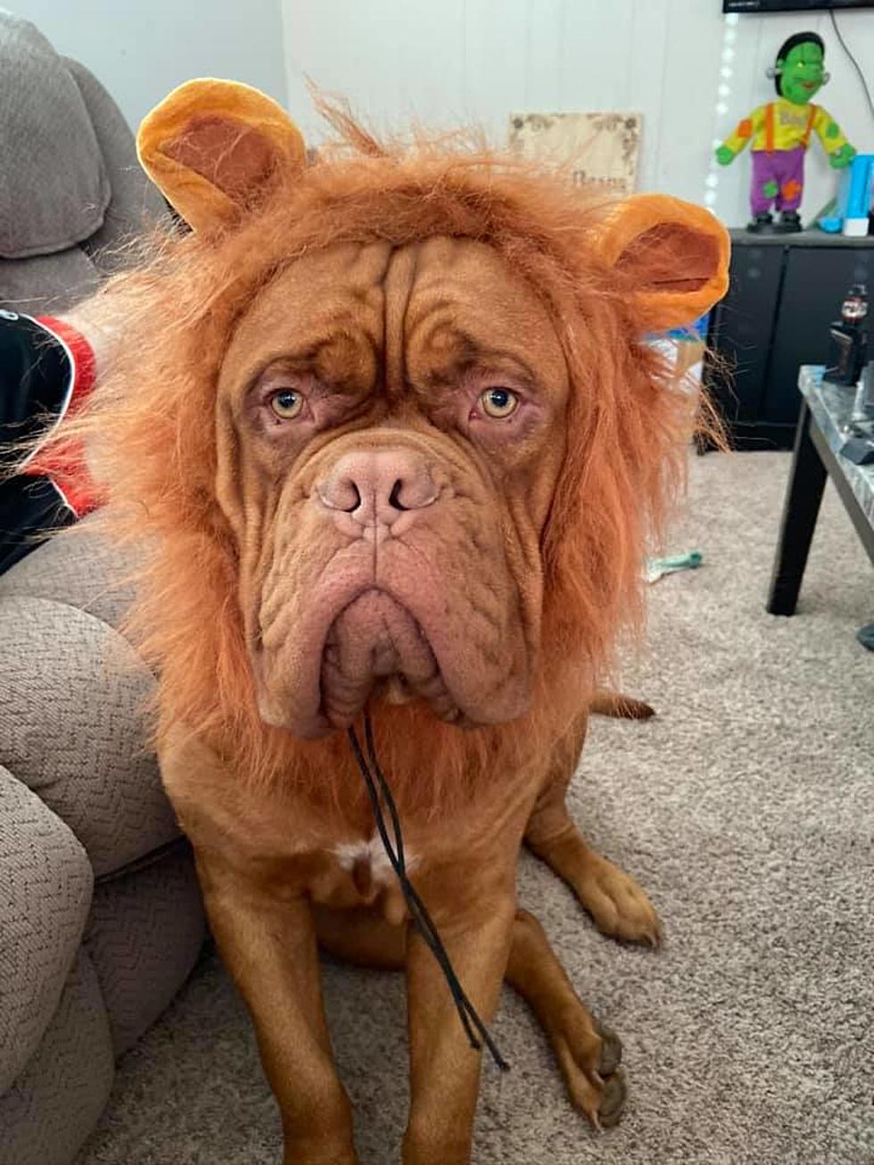 Do You Dress Up Your Animal? (Gallery)
