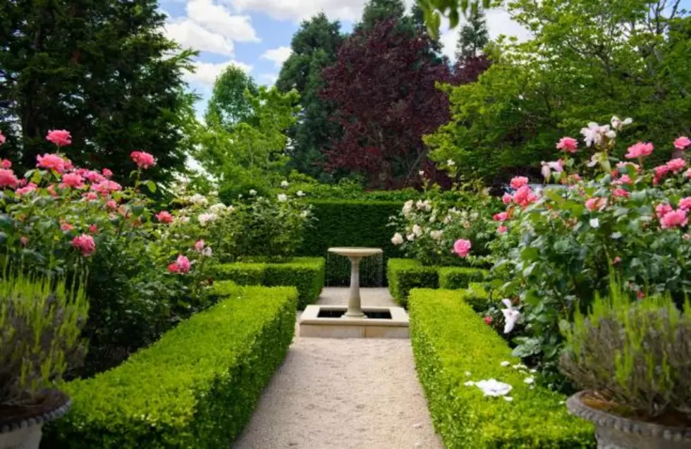 A Rose Garden That Martha Would Def Dig