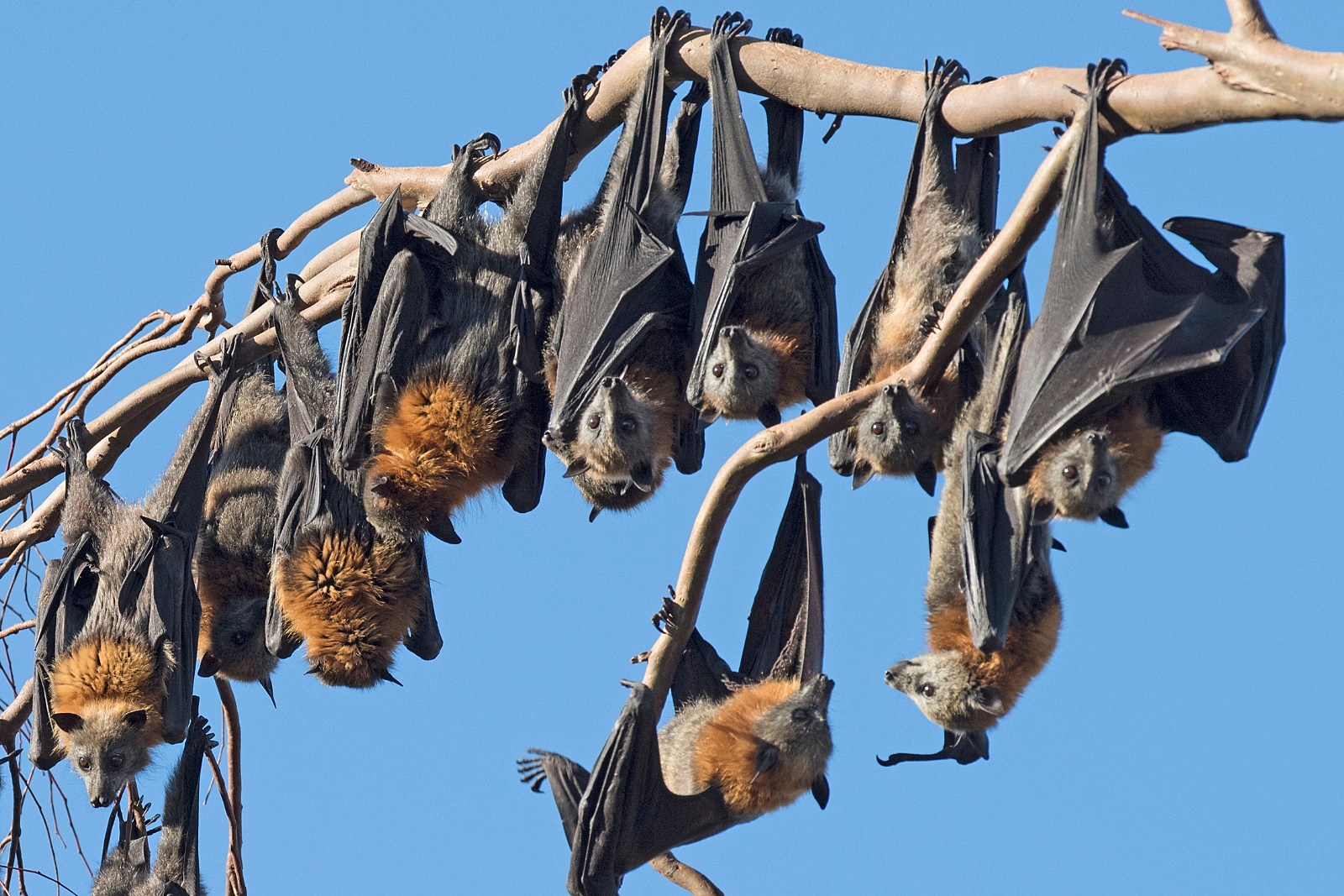 Dangerous Rabid Bats Have Been Found in These 5 WA Counties