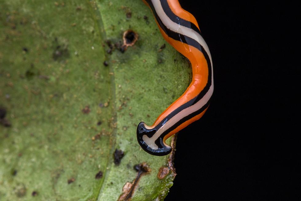 Does WA State Have Toxic Hammerhead Worms?