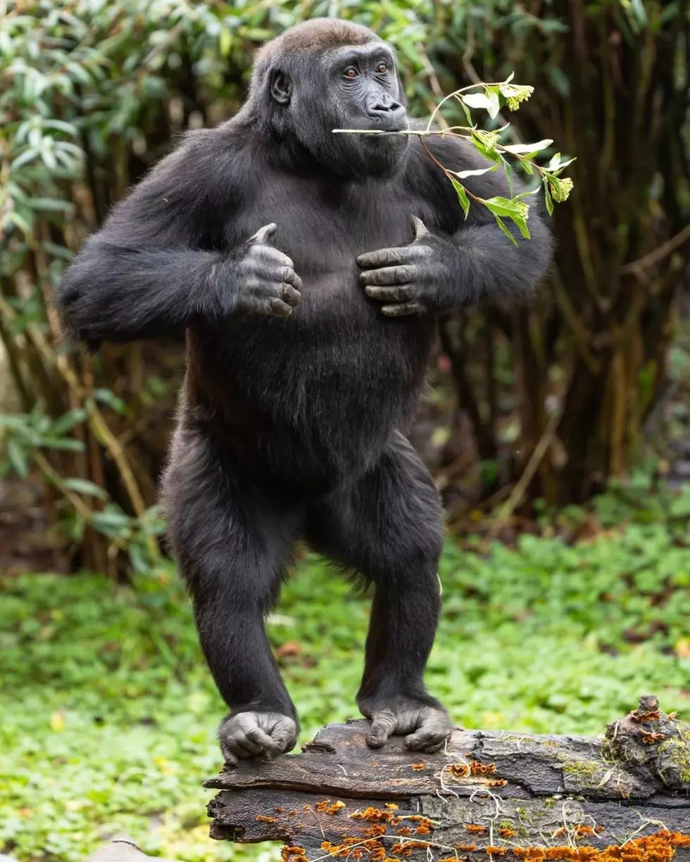 Kitoko the Gorilla at Woodland Park Zoo