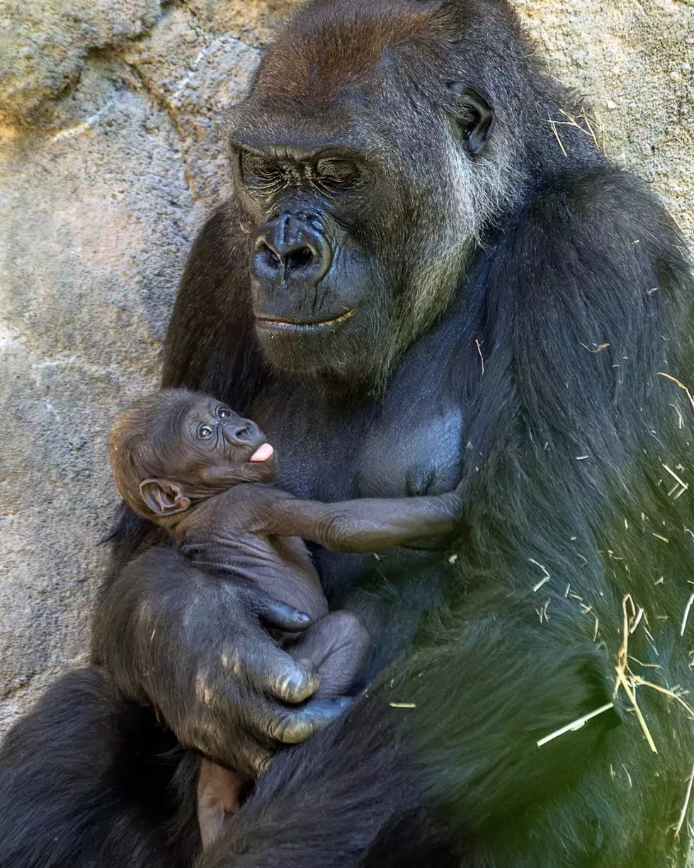 Woodland Park Zoo Gorillas - Oku and Jamani