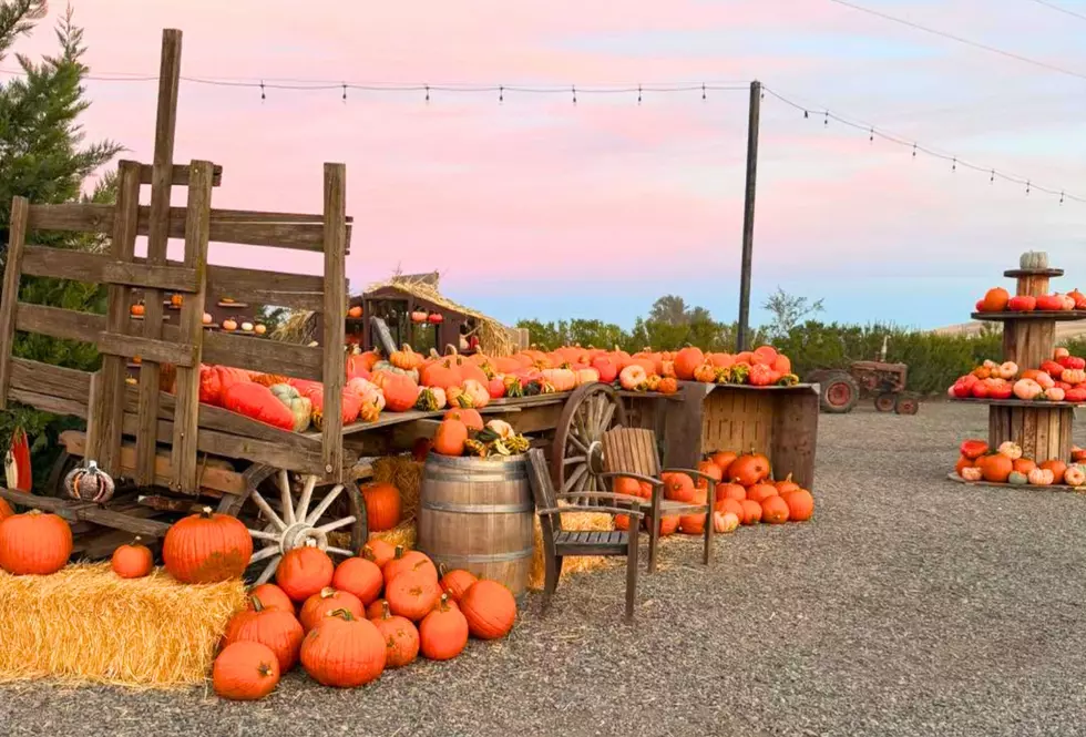 Where Are All the Pumpkin Patches Near Yakima? Here’s a List You Can Use Right Now