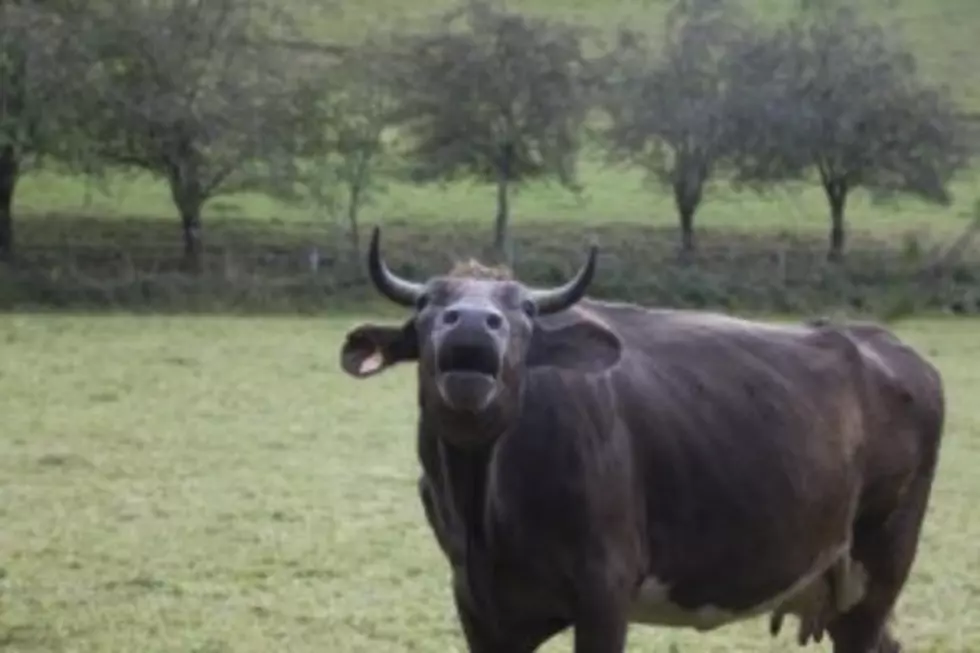 Inmate Sues Over Cow Assault