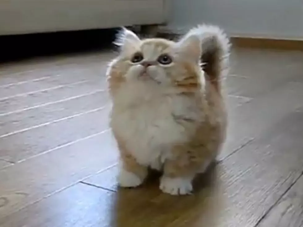 Super Cute Kitten is Acting All Super Cute [VIDEO]
