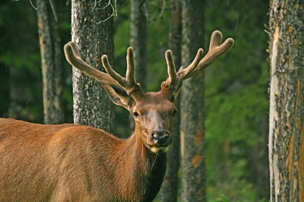 Elk and Big Horn Sheep Feeding Station Open Until March