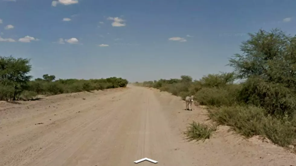 Did Google&#8217;s Street View Car Run Over a Donkey? It Sure Looks That Way