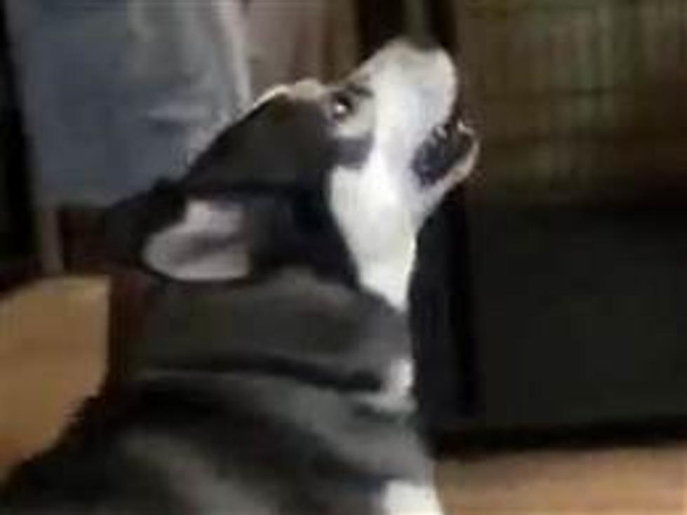 A Dog Plays Dead When Its Owner Says &#8220;Bang&#8221; . . . And Dies With a Howl of Despair