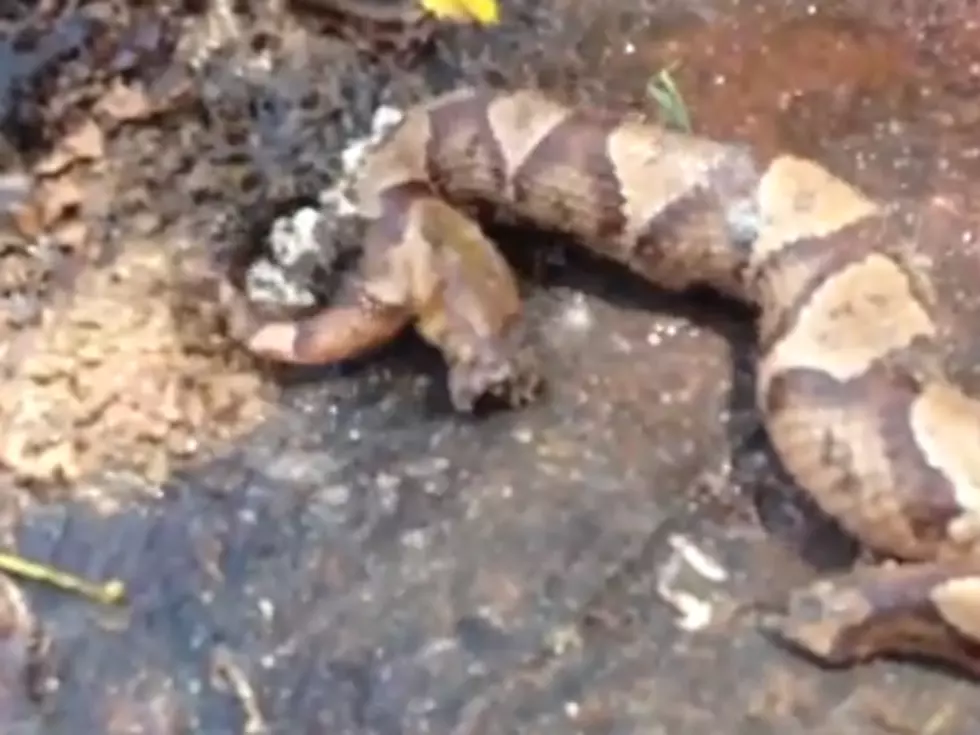 Watch a Decapitated Snake Bite Its Own Body [VIDEO]