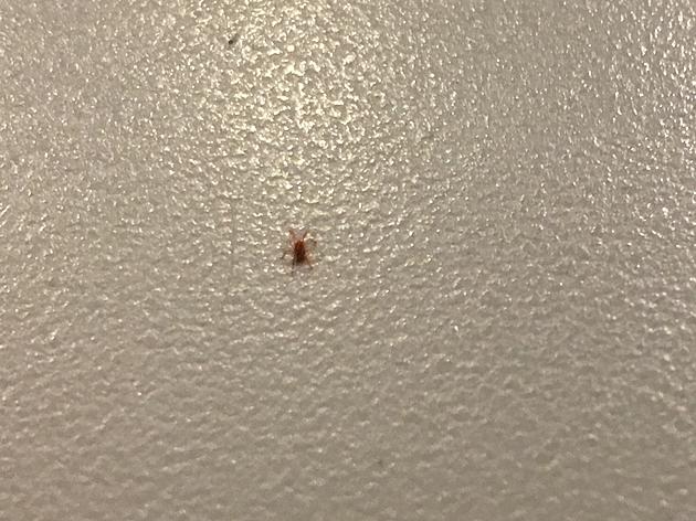 Teeny, Tiny Red Spiders Are Everywhere &#8212; What Are They?