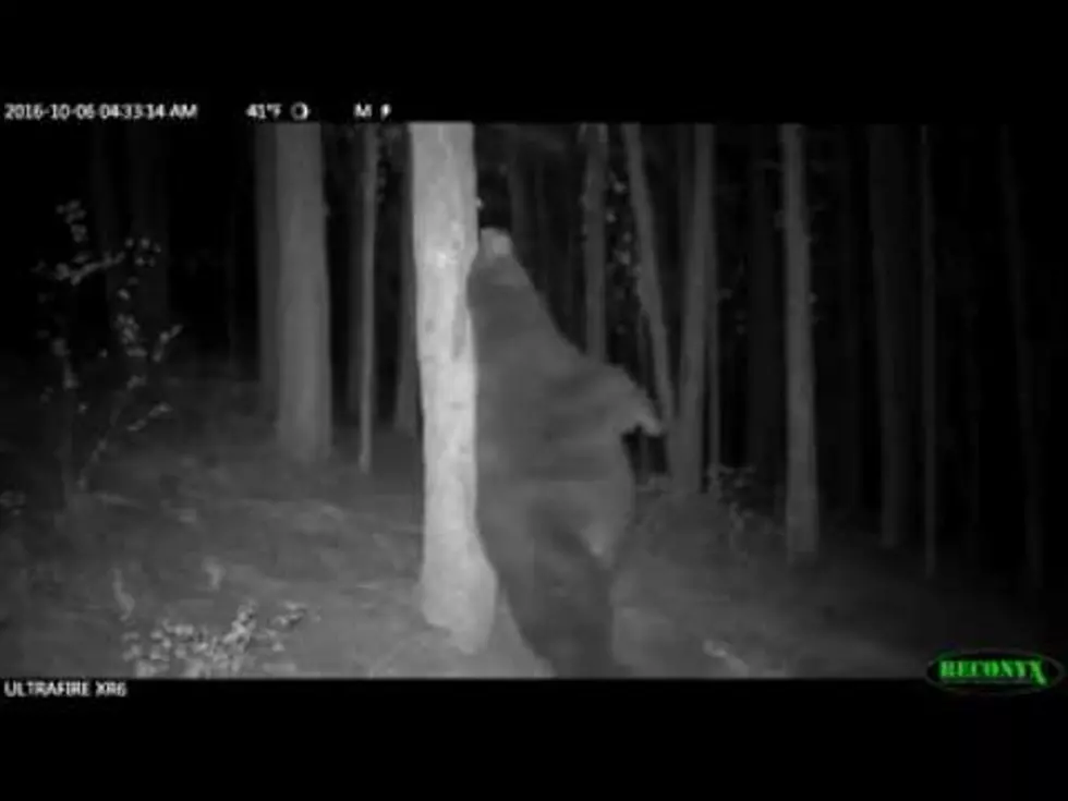 Cute Alert!!! Bear Back Scratch [VIDEO]