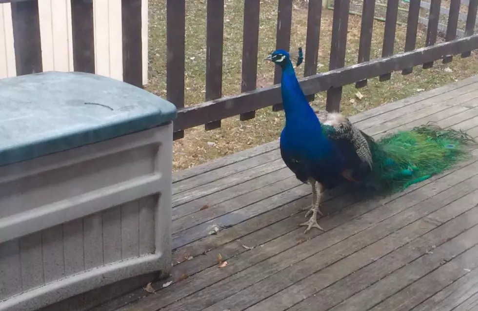 How Do You Get Rid of a Lovesick Peacock?