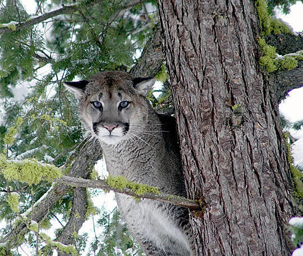 Cougars on the Prowl in Ahtanum Road Area