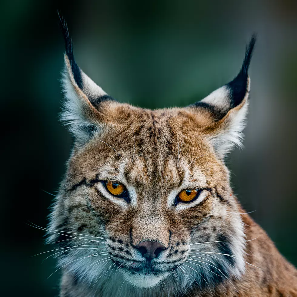 Two Lynx Cats In A Standoff Sound Like Me Around Dinner Time
