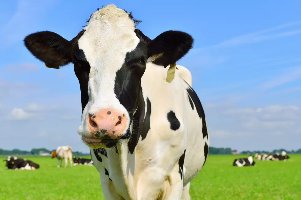 Watch This Dude Haul a Cow in the Back Seat of His Truck!