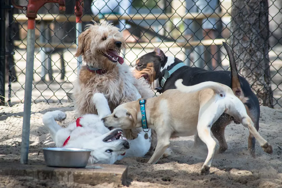 Two Paws up as Pasco Is Getting a New Dog Park!