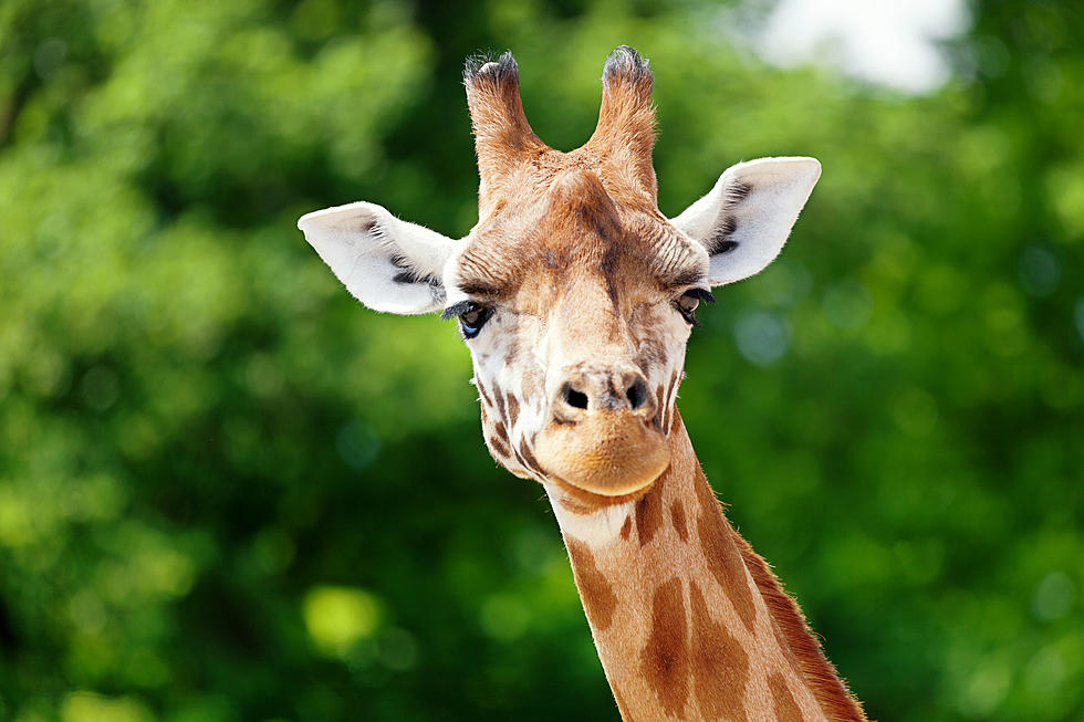 April the Giraffe Is Giving Birth … AGAIN!