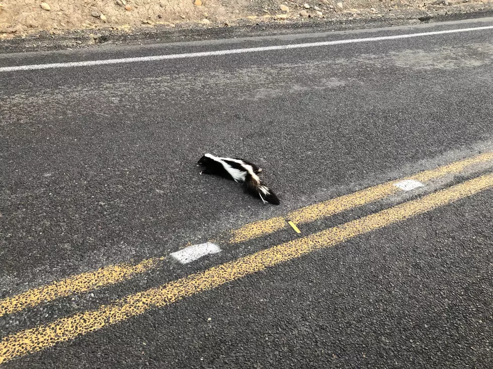 How Do I Get a Dead Skunk Removed From in Front of My House?