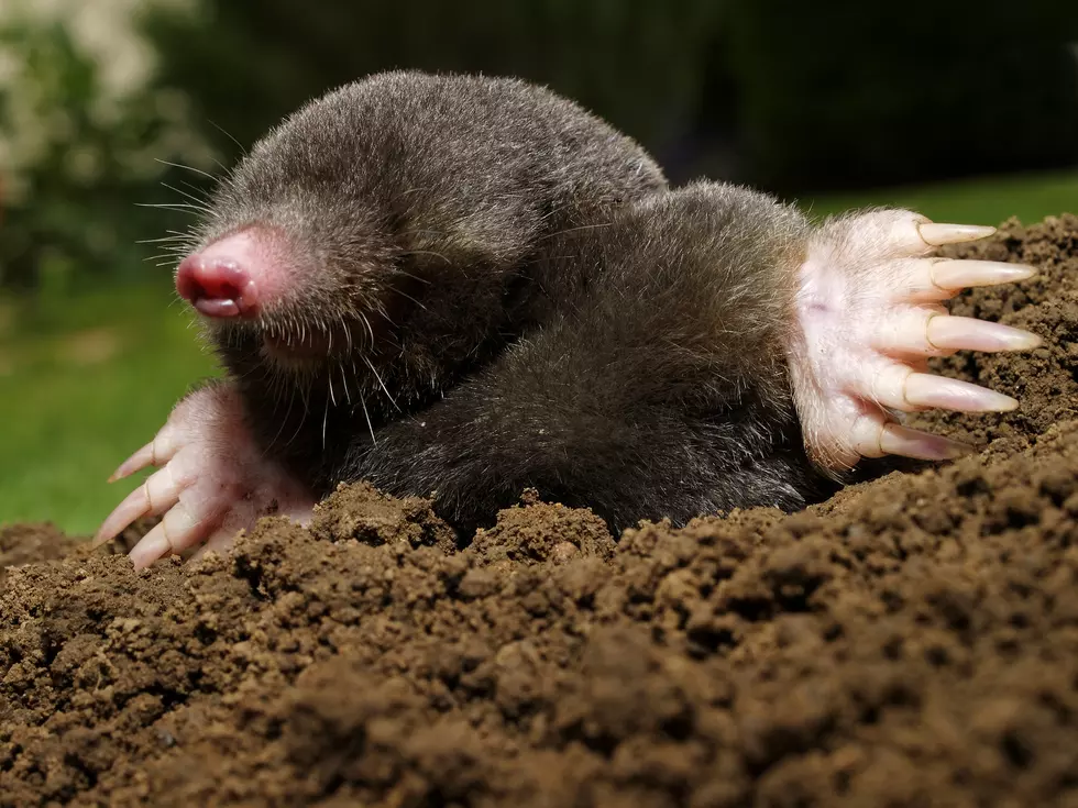 The Mole Issue Was Simple &#8212; I Flushed Him Out