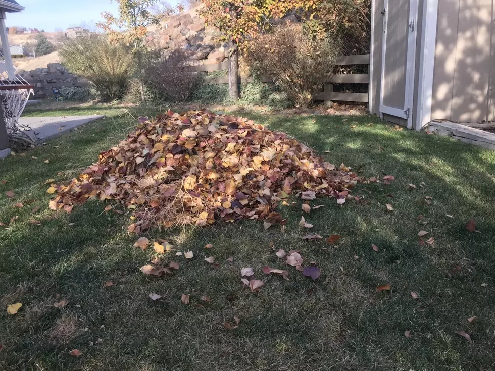 Stop Raking Those Leaves and Listen!