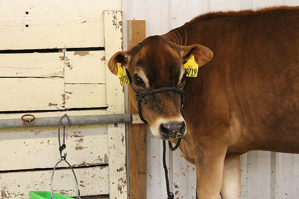 Board Cancels Central Washington Junior Livestock Show