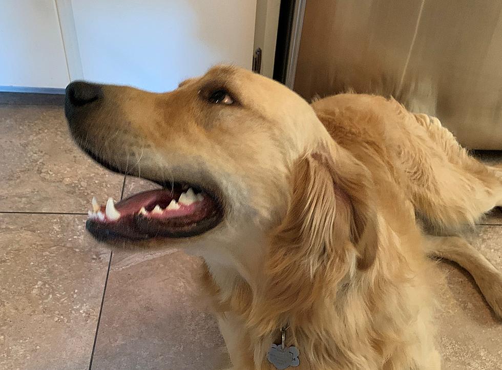 Tater Thoughts: Musings of a Golden Retriever. Can Dogs Eat Pizza?