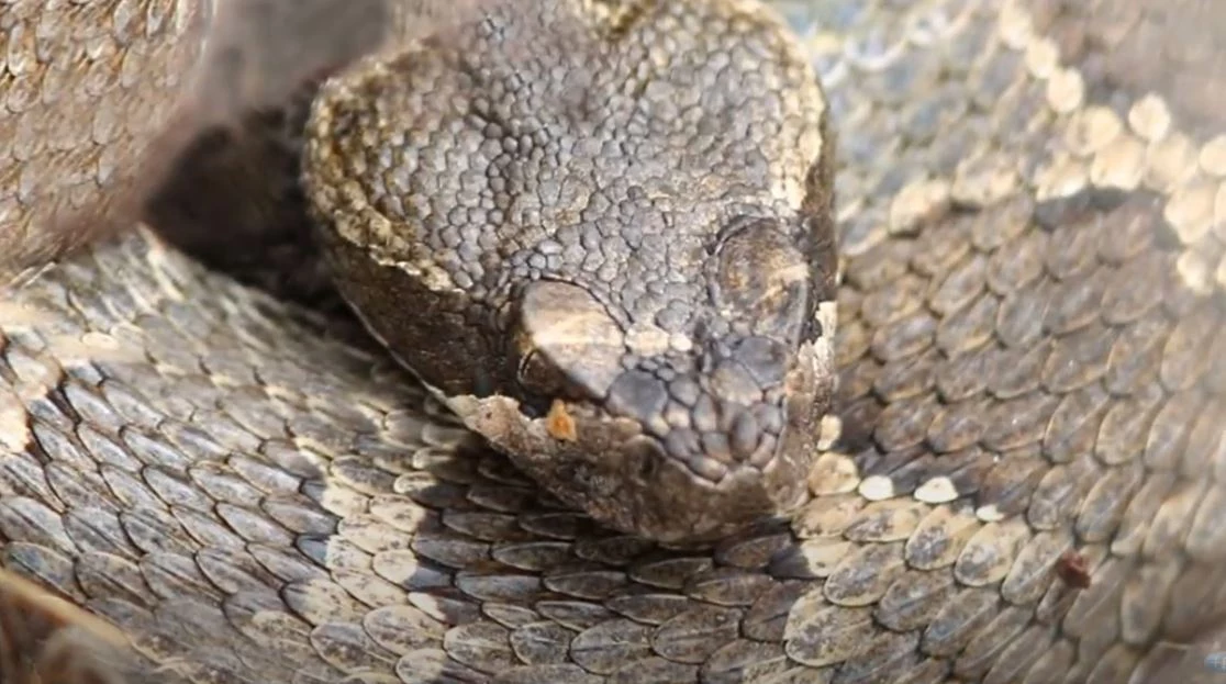 Washington S 12 Species Of Snakes See The One That Can Kill You   NORTHERN PACIFIC RATTLESNAKE Via YouTube Screenshot 