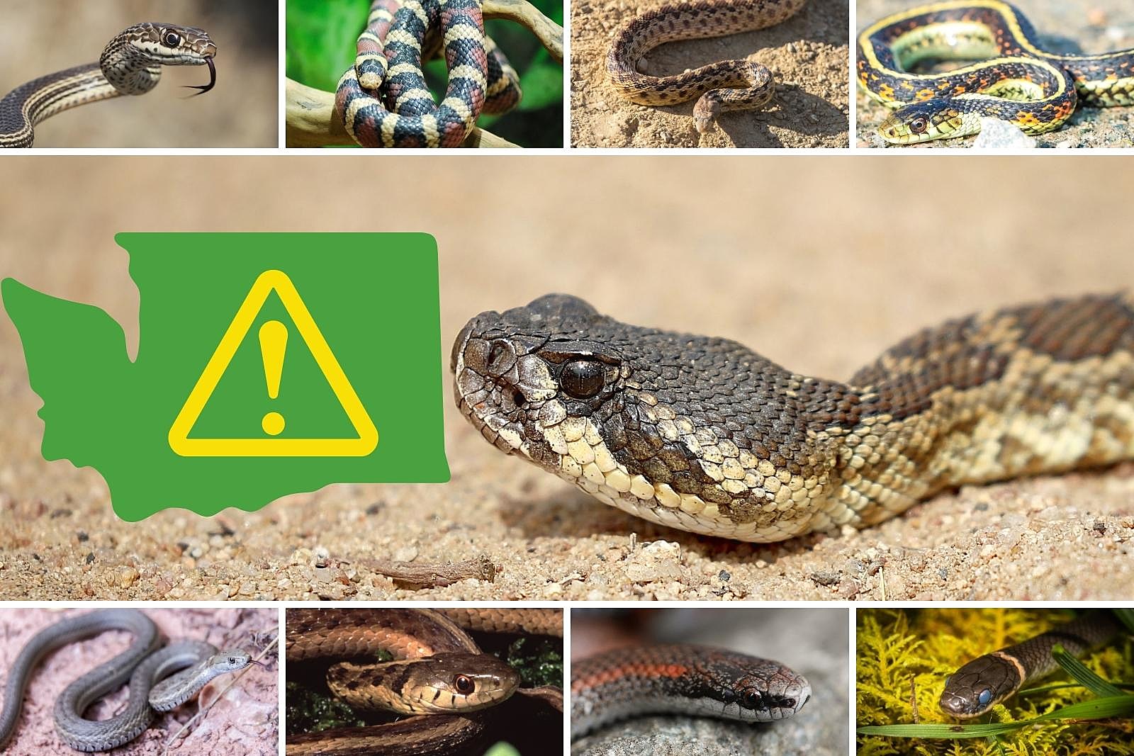 Washington S 12 Species Of Snakes See The One That Can Kill You   Attachment Snake Header 