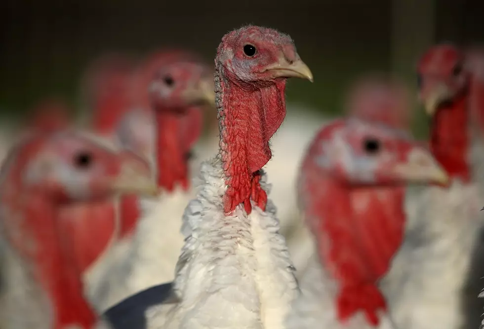 Turkeys Raised On California Farm