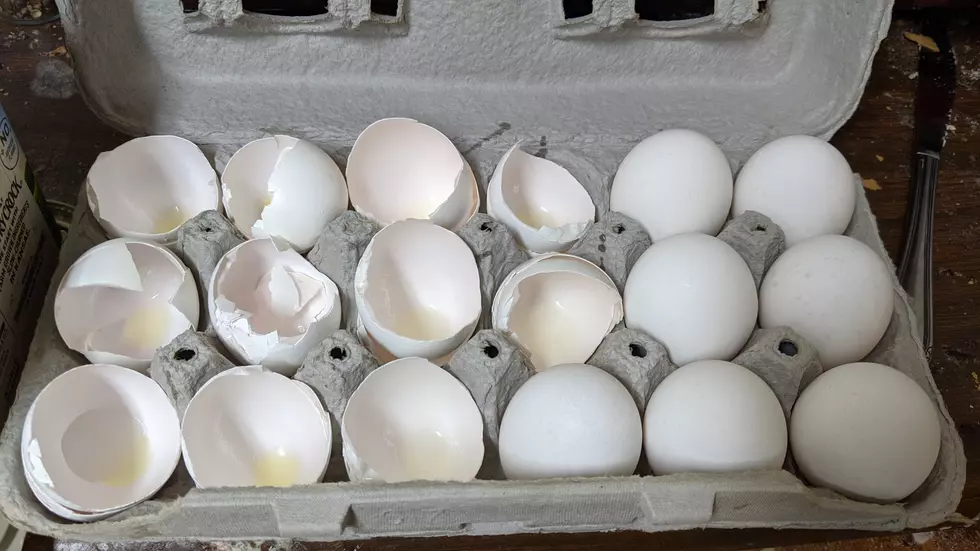 Do You Put Eggshells Back in the Carton? Maybe You Shouldn’t
