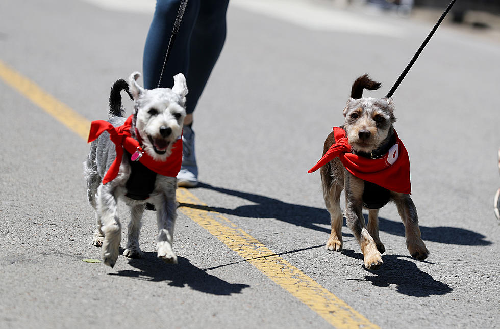 How Can Runners & Dog Lovers Unite to Help Yakima Humane Society?