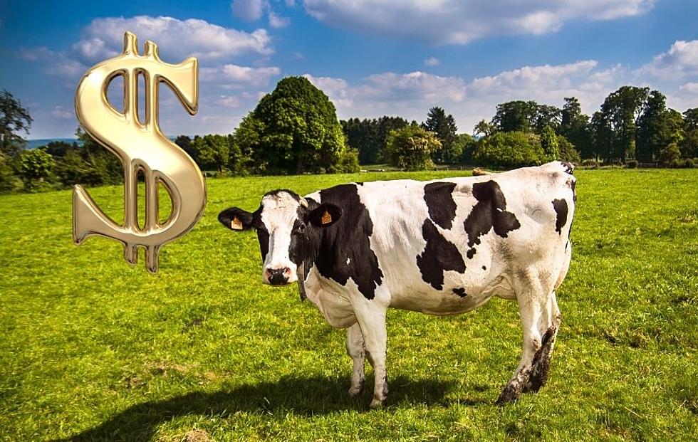 Win up to $10K with Cash Cow Code Words