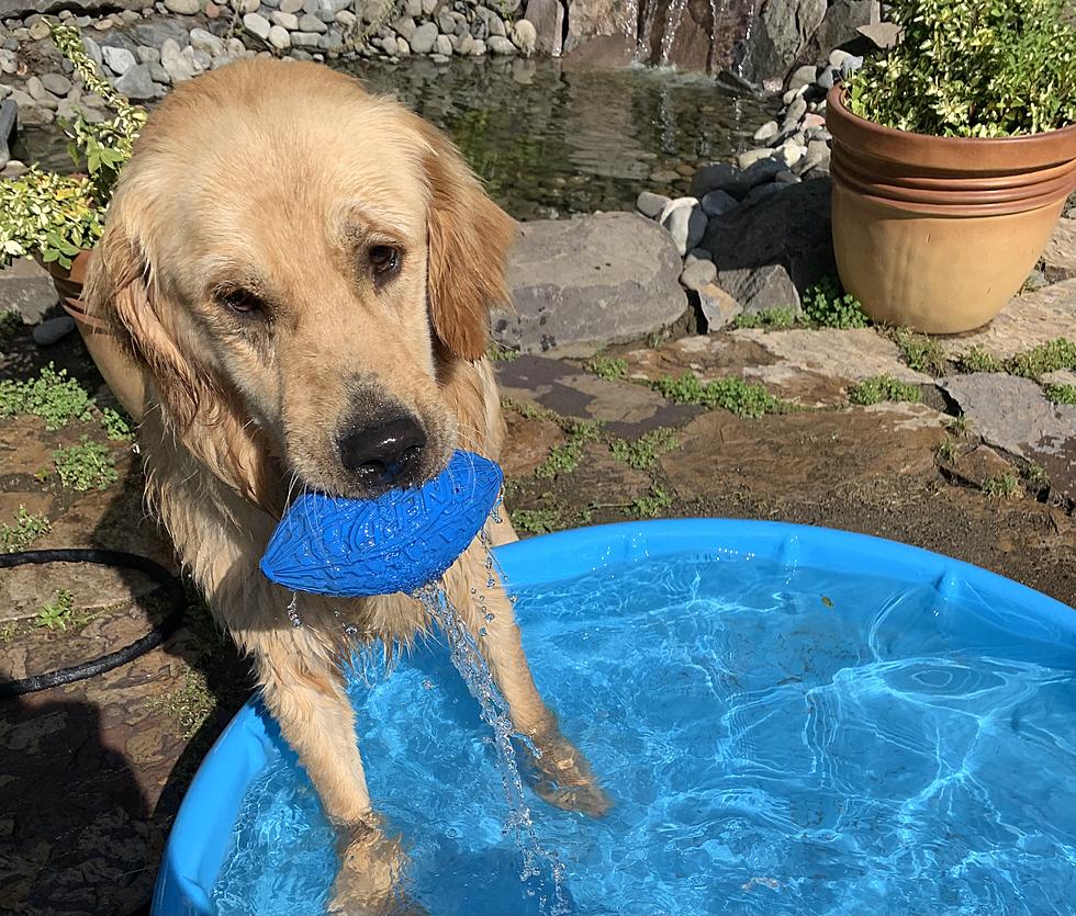 3 Important Tips to Keep Dogs Cool and Safe in Severe Yakima Heat