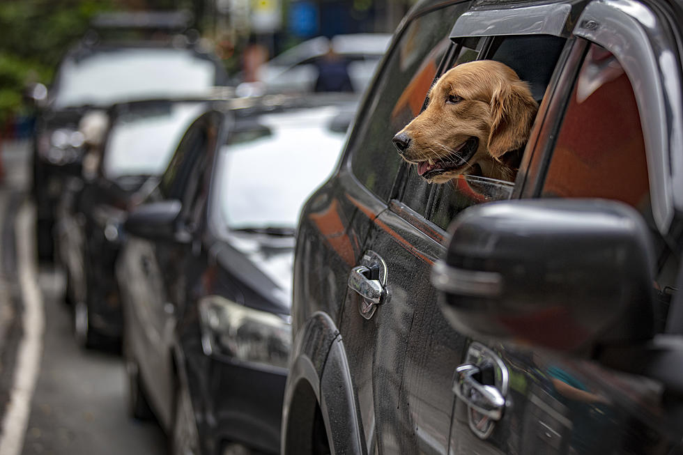 What Is Washington’s Law For Breaking Hot Car Window to Save Dog?