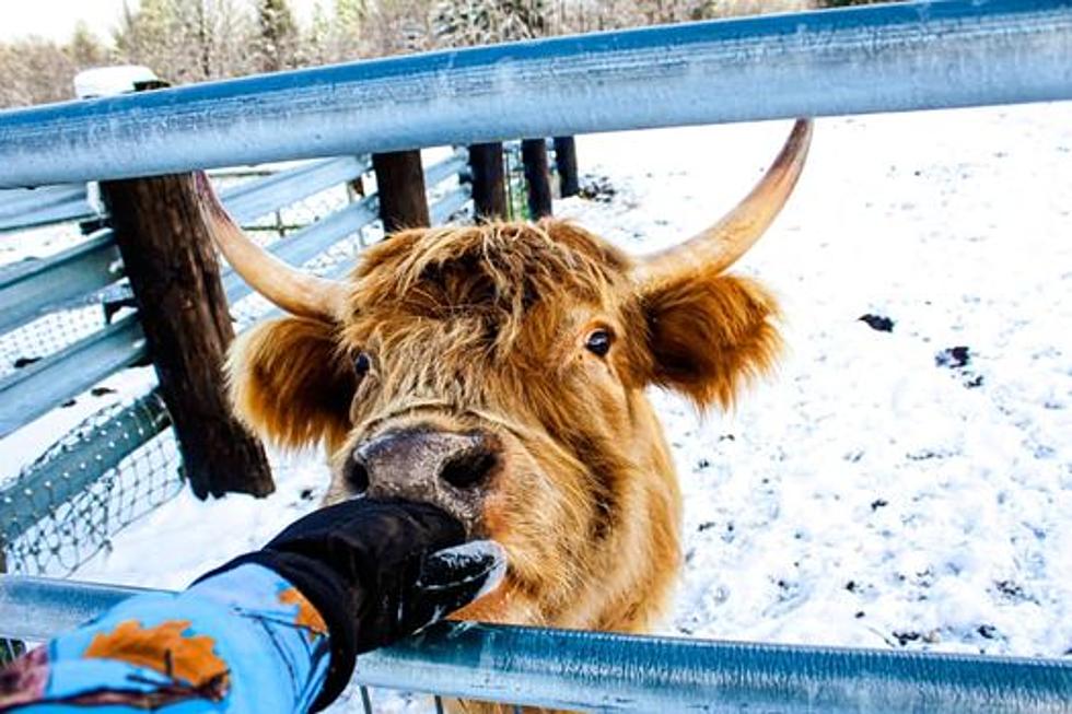 Get a look at the most Adorable Washington Pets Enjoying the Snow