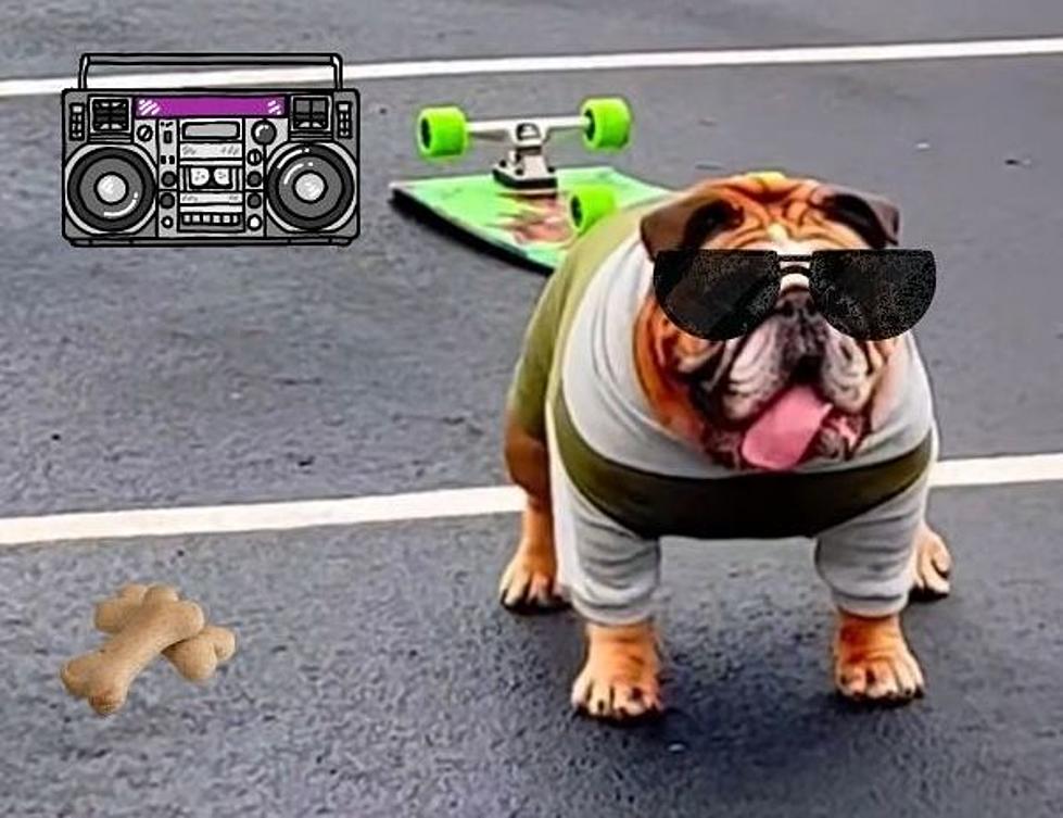 Viral Video shows Skateboarding Dog living his best life in the P