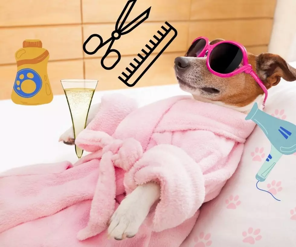You Can Pamper your Puppy with the Best Dog Spas in Yakima