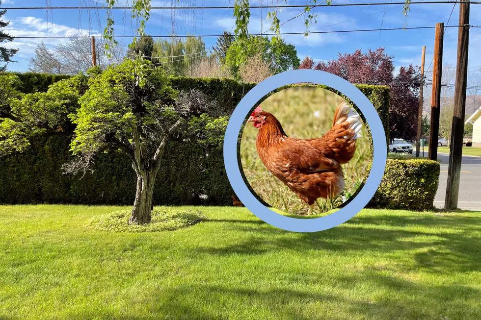 Mystery Rooster & Hen Loose in Yakima Front Yard. Are They Yours?