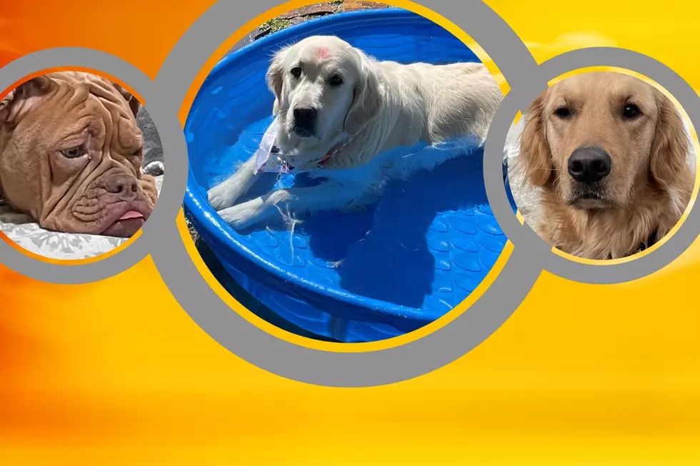 3 Life-Saving Summer Tips for Your Dog. Are You Prepared Yakima?